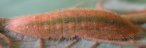 Larvae